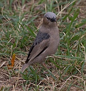 Grey-capped social-weaver (pseudonigrita arnaudi), Serengeti